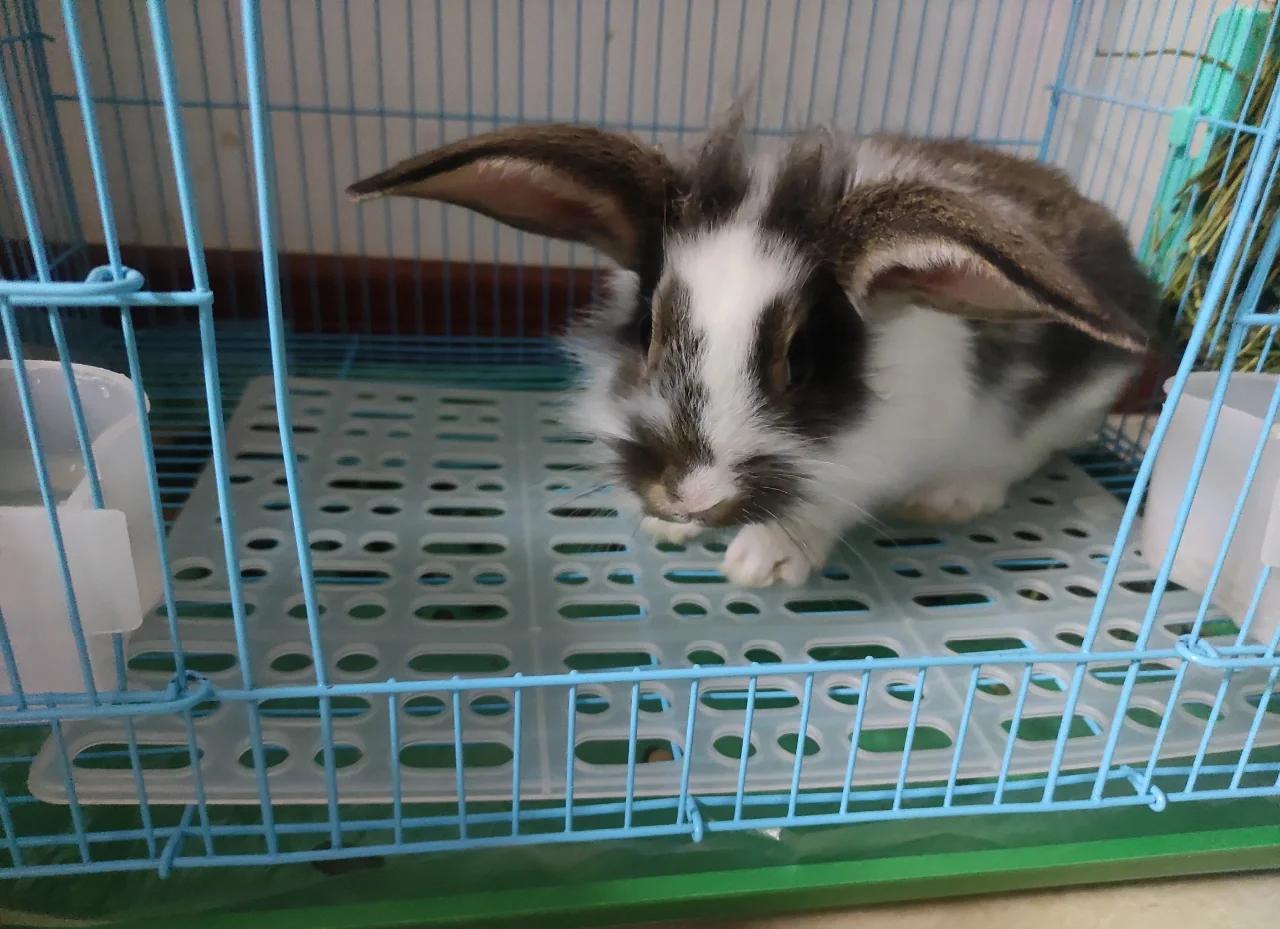 兔子患有球虫病具体有哪些症状