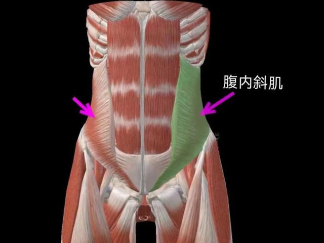 女生的人鱼线在哪个部位