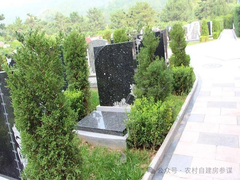 柏树种在墓地什么位置好