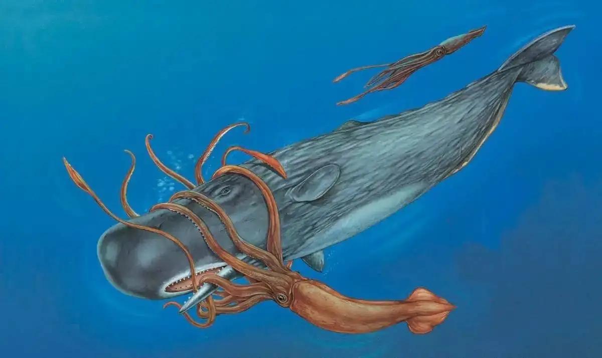 乌贼是无脊椎动物吗,有骨头吗