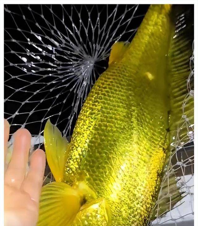 黄金鱼的寓意是什么意思