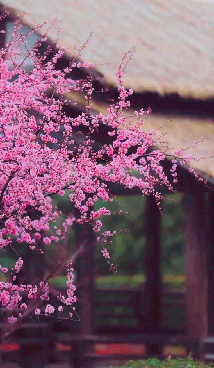 院子种什么树木开花最旺