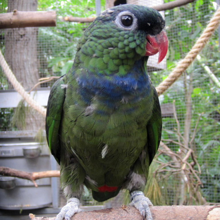 parrot什么意思中文