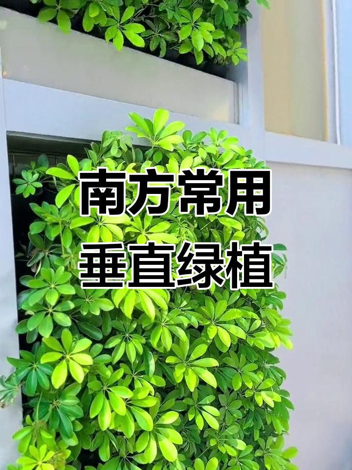花叶鸭脚木的养殖方法和注意事项