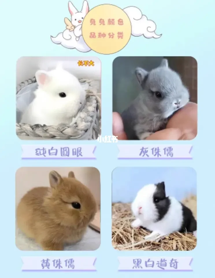 市场上兔子一般多少元一只？