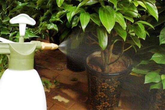 一片阿司匹林兑多少水浇花