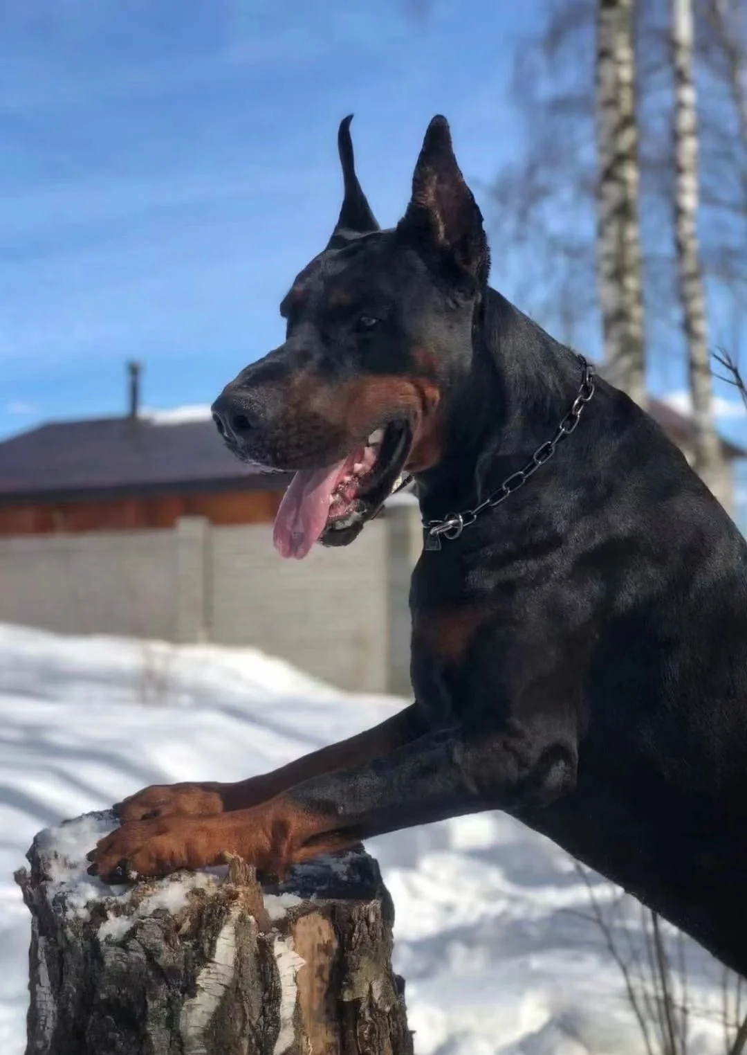 杜宾犬价格大概多少钱一只