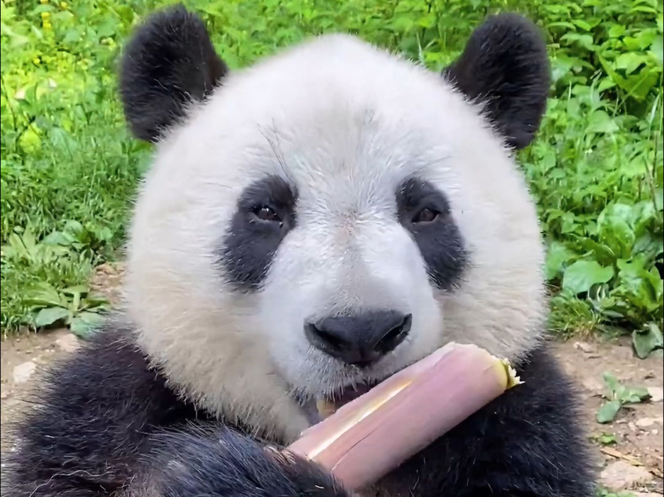 我国四大国宝动物简单介绍