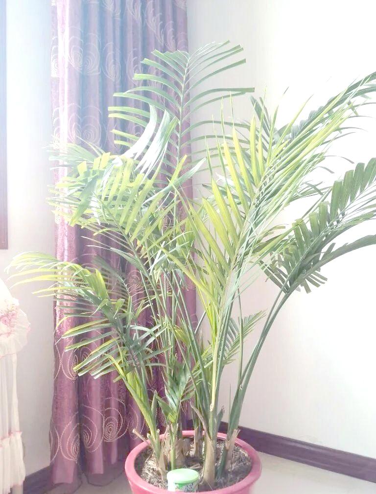 卧室放什么植物对身体健康好