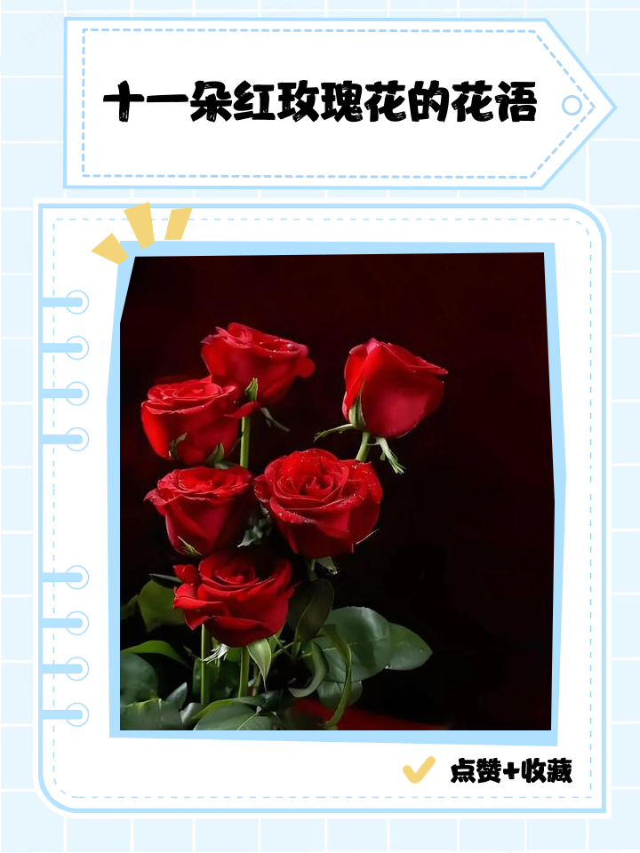 11朵玫瑰花代表什么意思