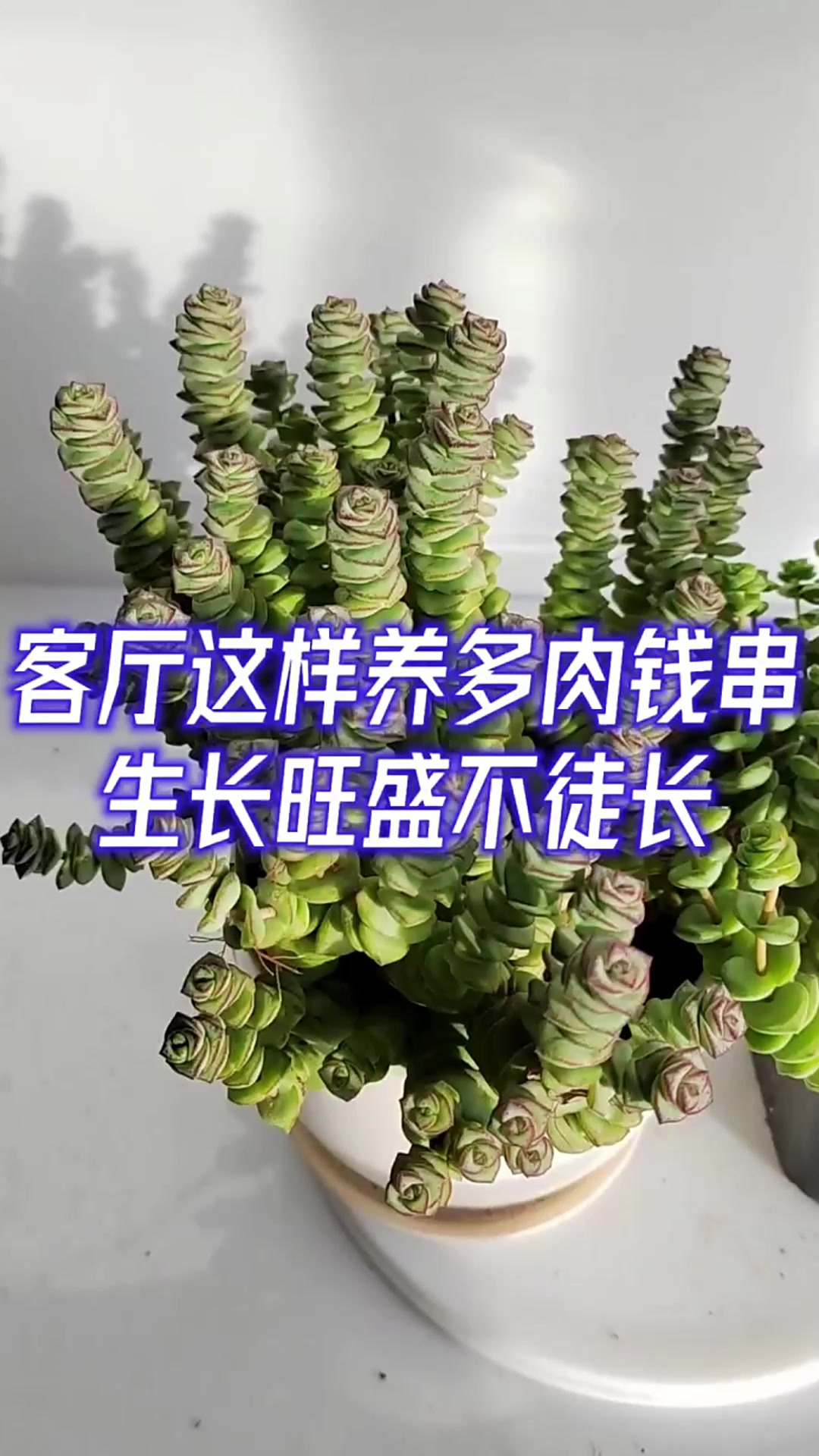 钱串子的养殖方法有哪些