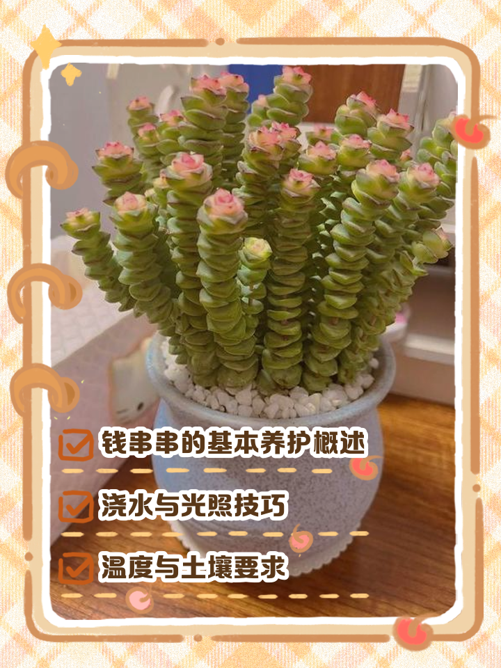 钱串子的养殖方法有哪些