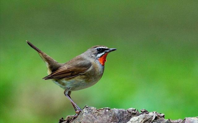 靛颏鸟是国家二级保护动物吗