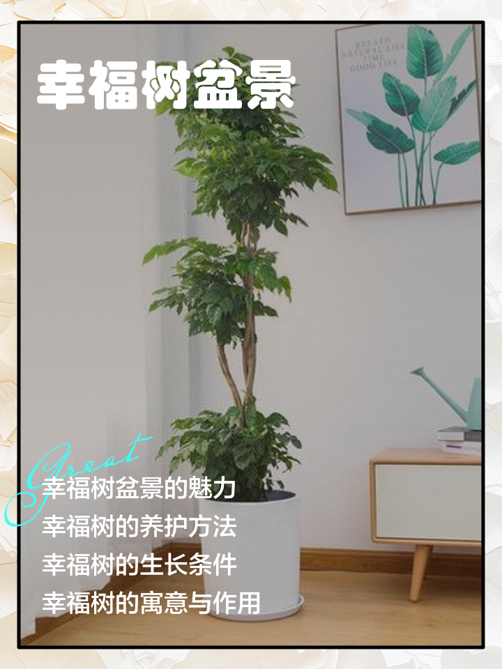 幸福树有什么摆放禁忌吗
