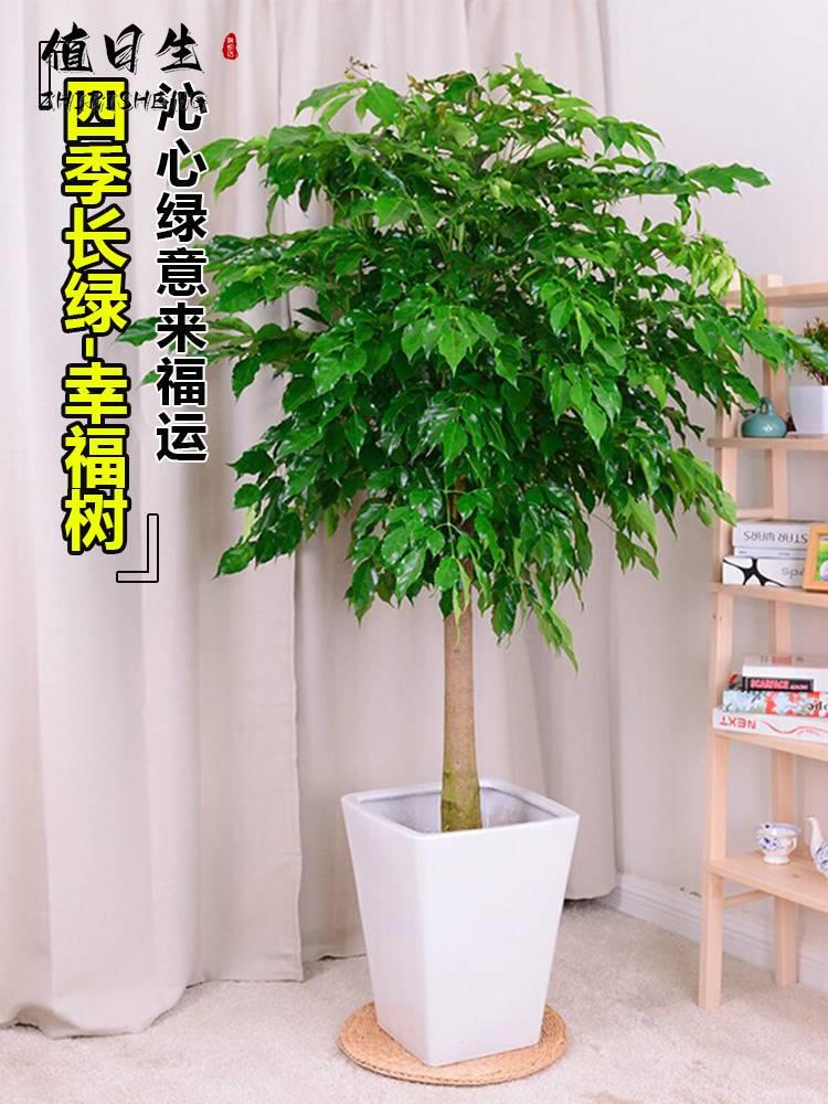 幸福树有什么摆放禁忌吗