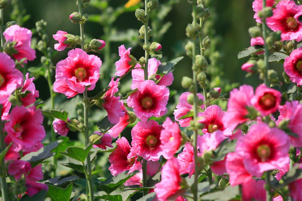 秫秸怎么读秫秸的意思介绍