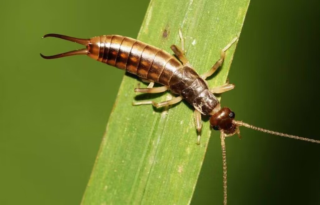 家中常见的虫子有哪些？