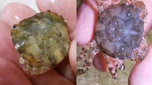 女人梦见抓很多活螃蟹是什么征兆