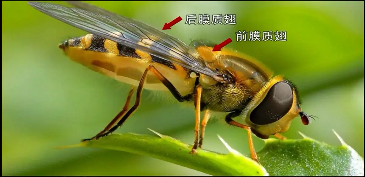 蜜蜂的形态和特点是什么