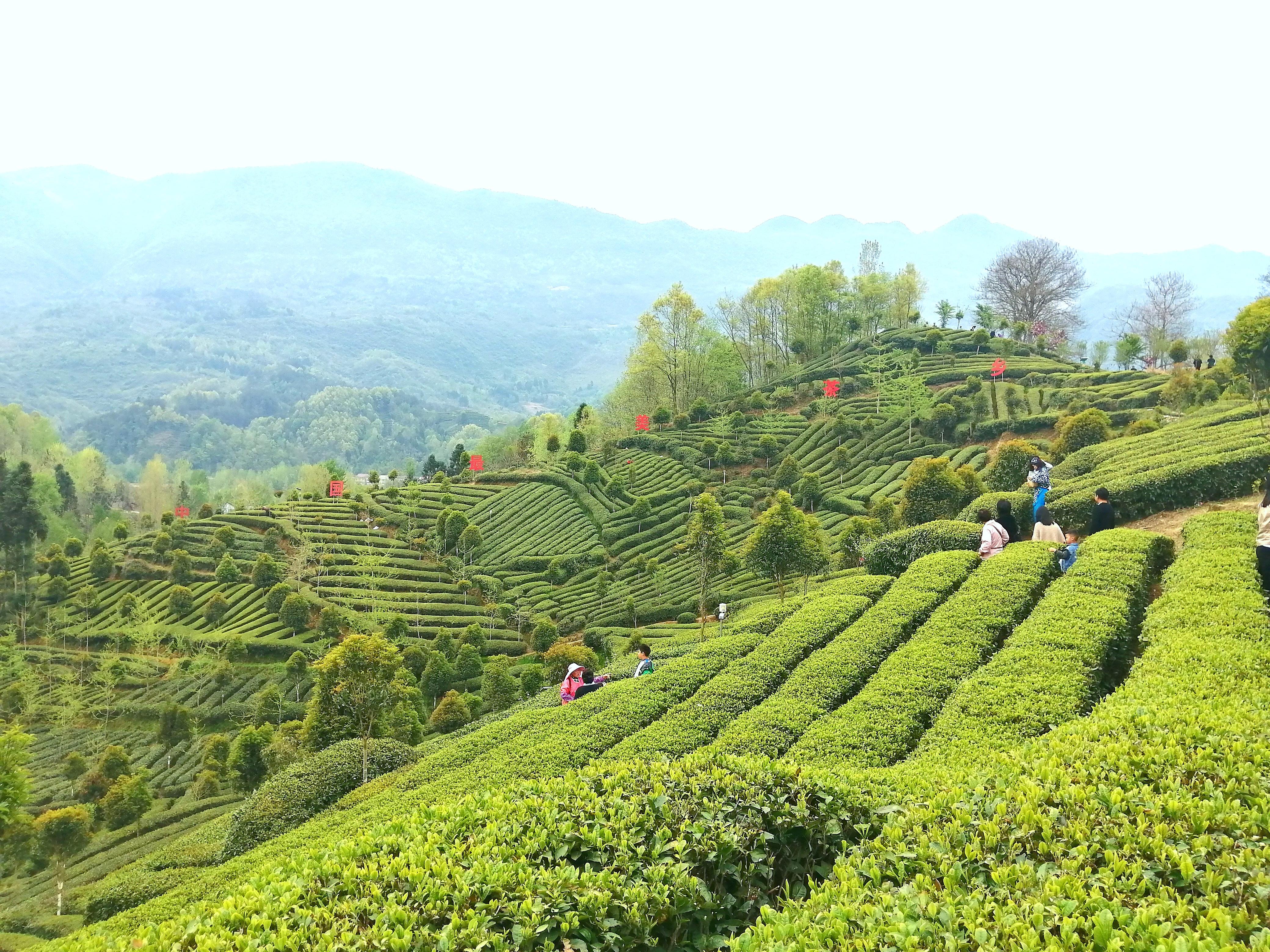 青岛茶山风景区的位置在哪