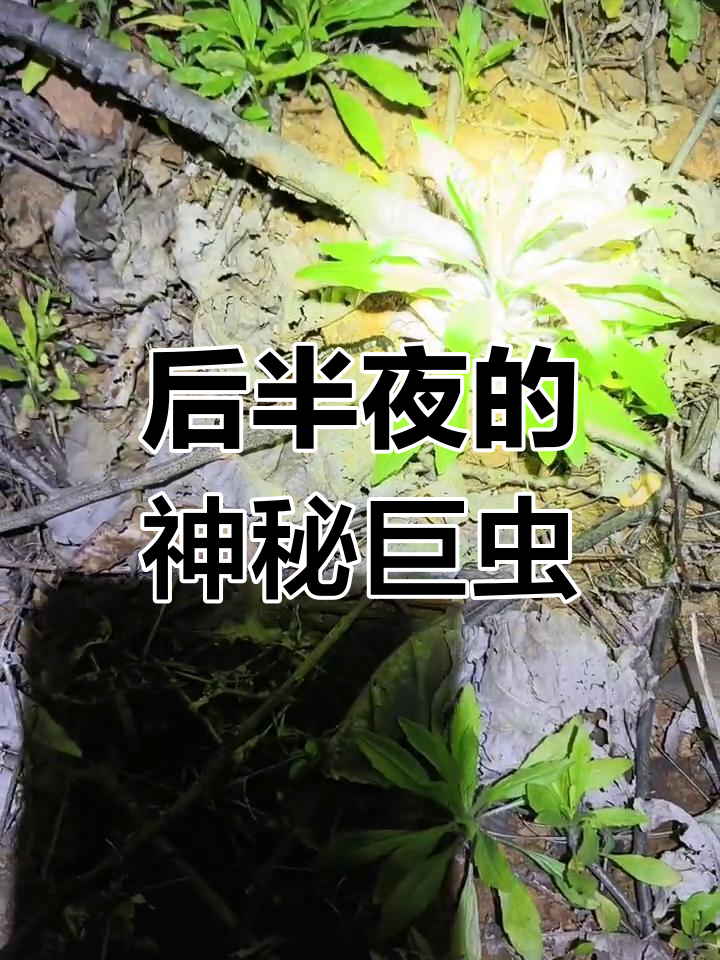 做梦梦到蜈蚣是什么意思