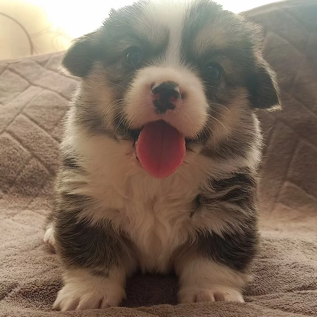 黄头三色柯基小时候照片