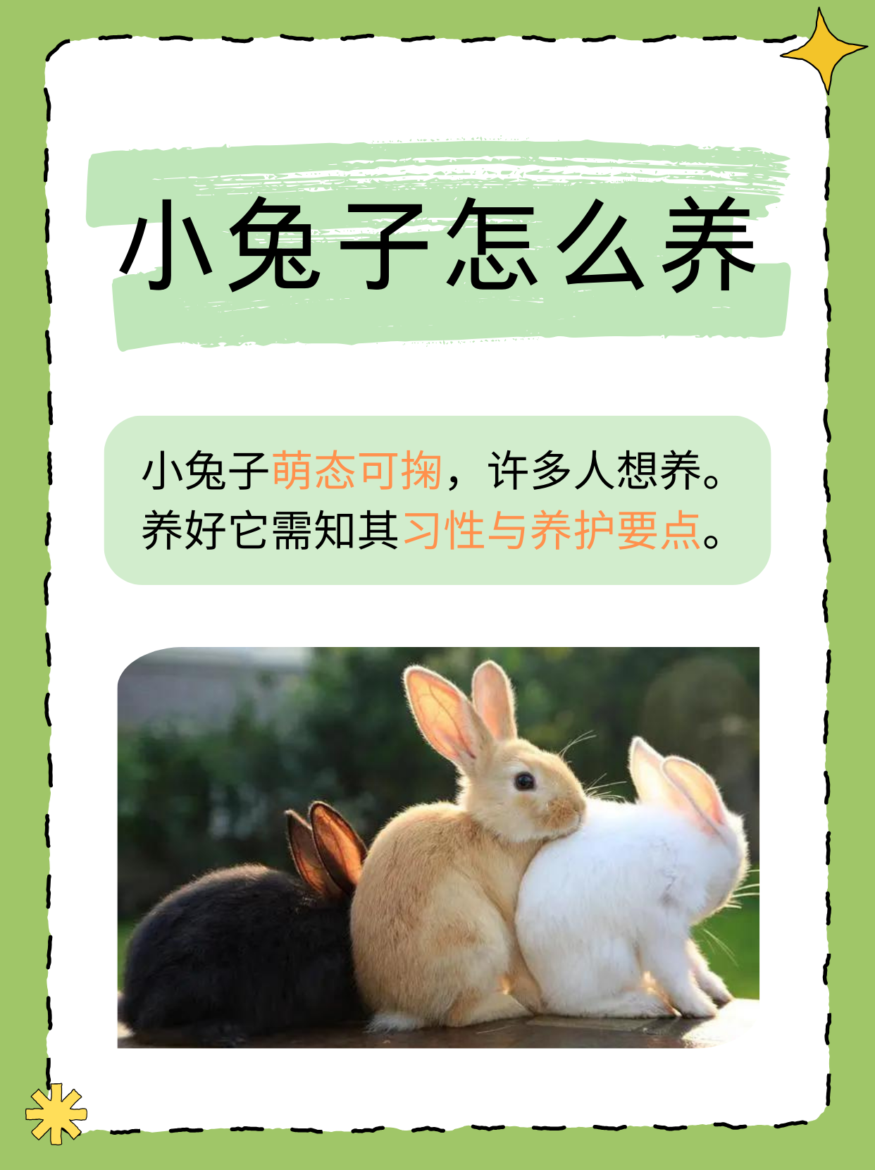 兔子的生活习性有哪些特点？