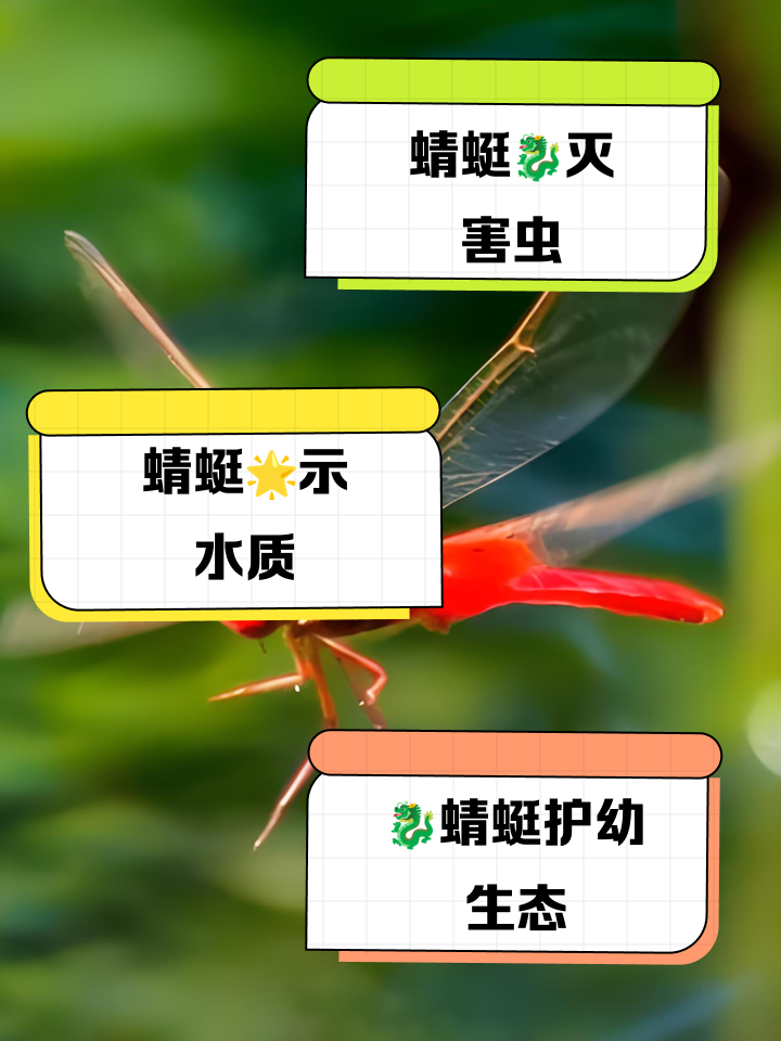 蜻蜓的蜻除了蜻蜓还能组什么词