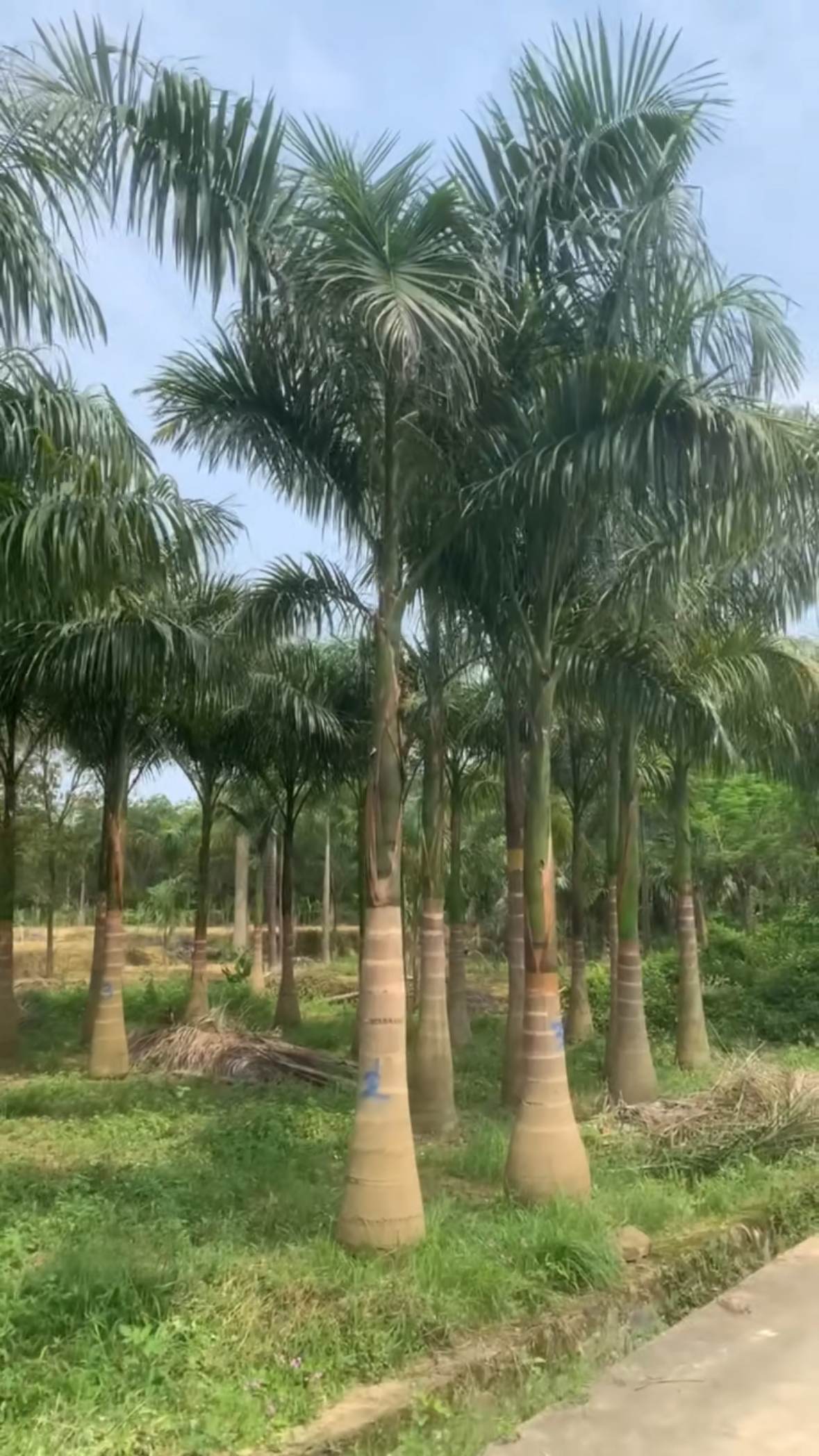 常用园林植物之【大王椰】