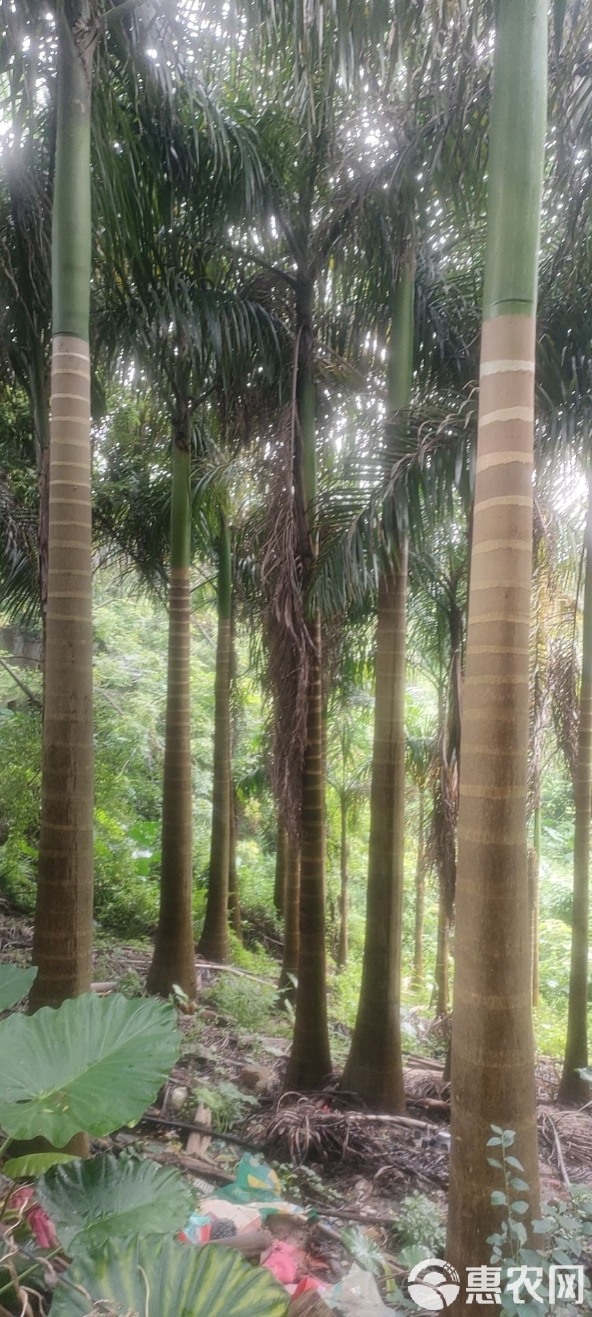 常用园林植物之【大王椰】