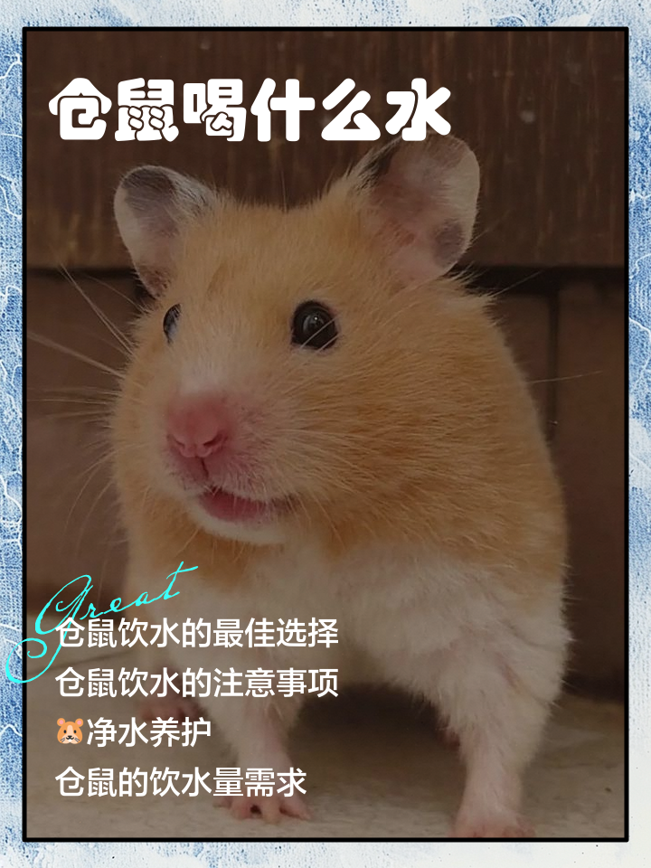 仓鼠喝水吗?多长时间一次