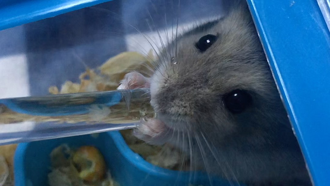 仓鼠喝水吗?多长时间一次