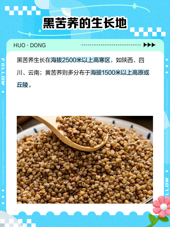 黑苦荞与黄苦荞的区别与功效