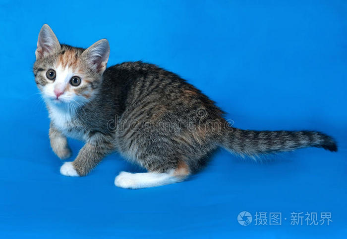 身上全是蓝色的猫是啥猫