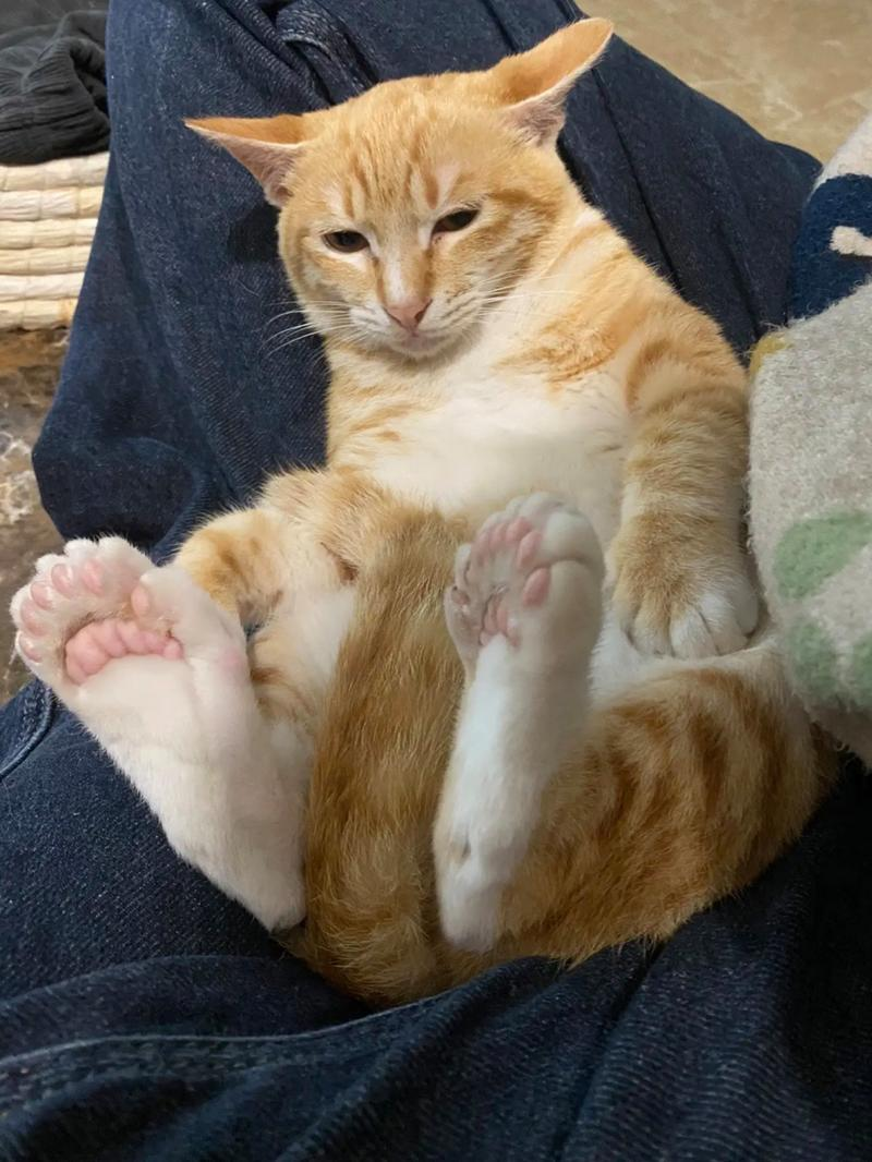 小猫爪子上有狂犬病毒吗