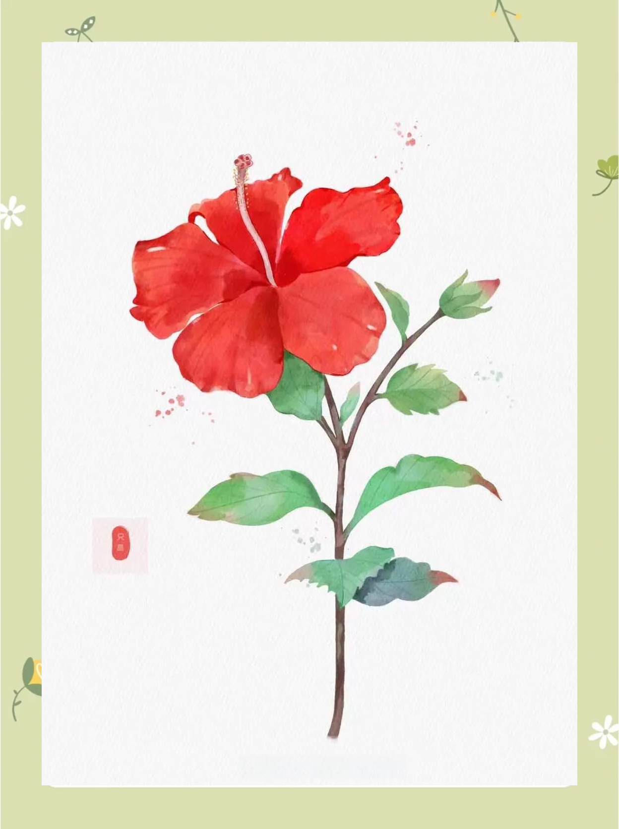 扶桑花的寓意和象征是什么