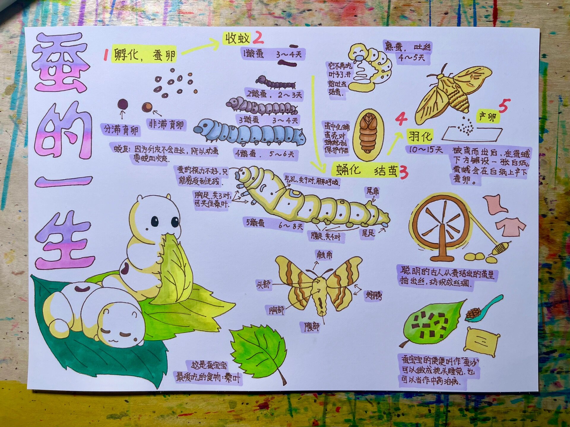 蚕宝宝的生长过程是怎么样的