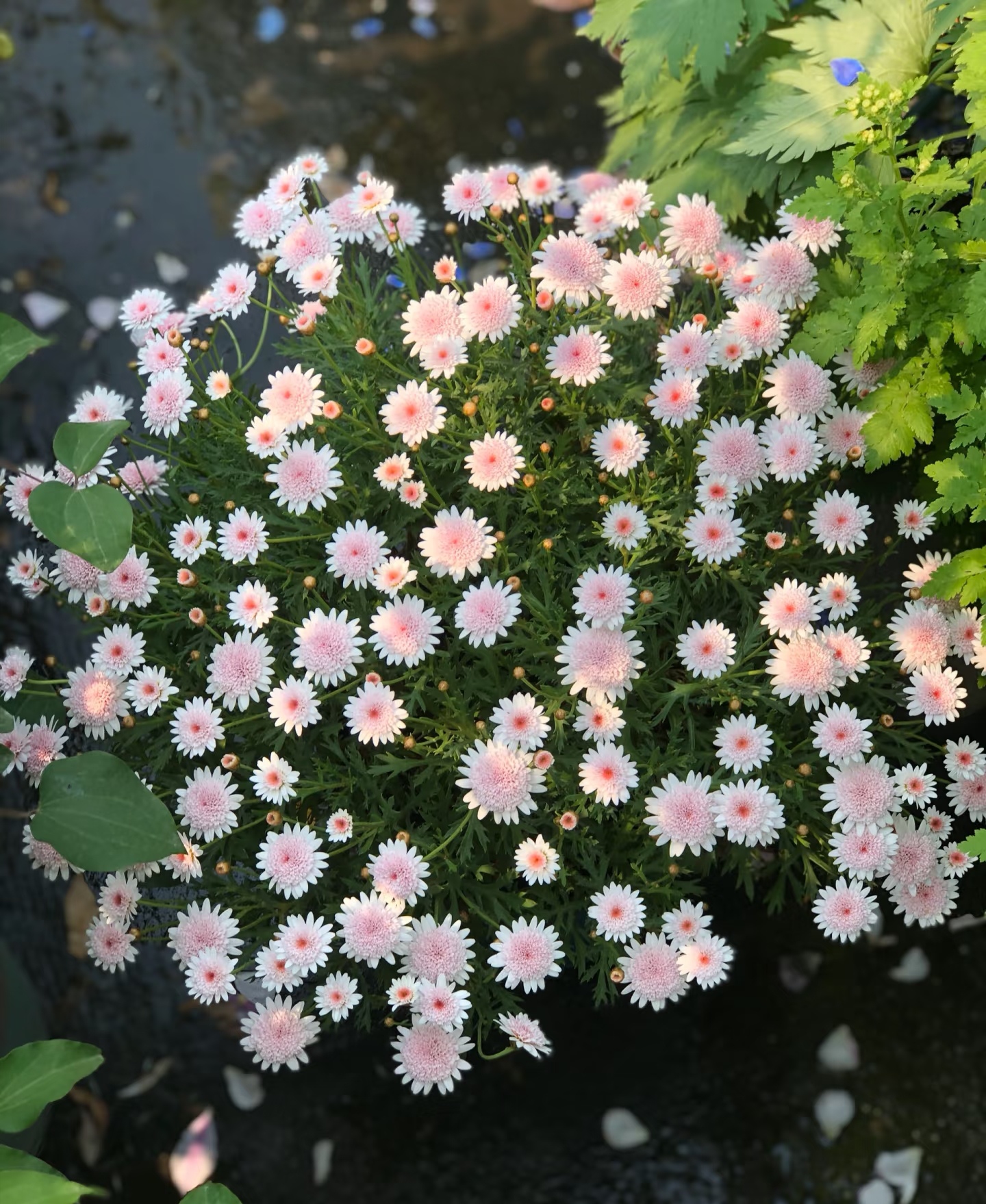 玛格丽特花耐寒多少度