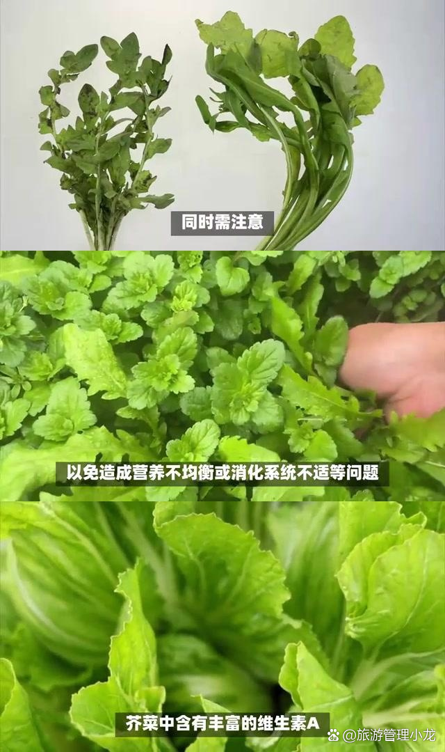 荠菜与假荠菜有什么区别