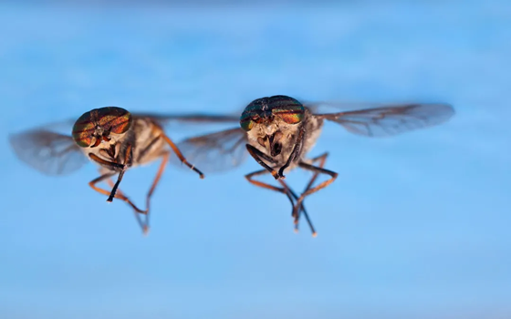 苍蝇吃什么看完就知道它的喜好了