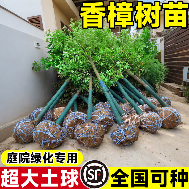 龙脑樟与普通樟树有什么区别