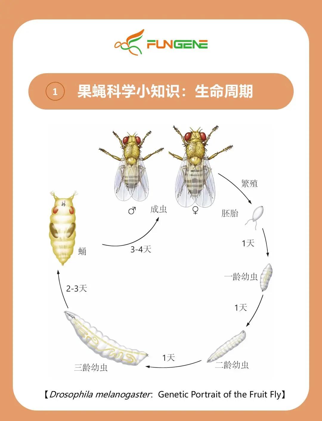 水蝇为什么可以在水上行走