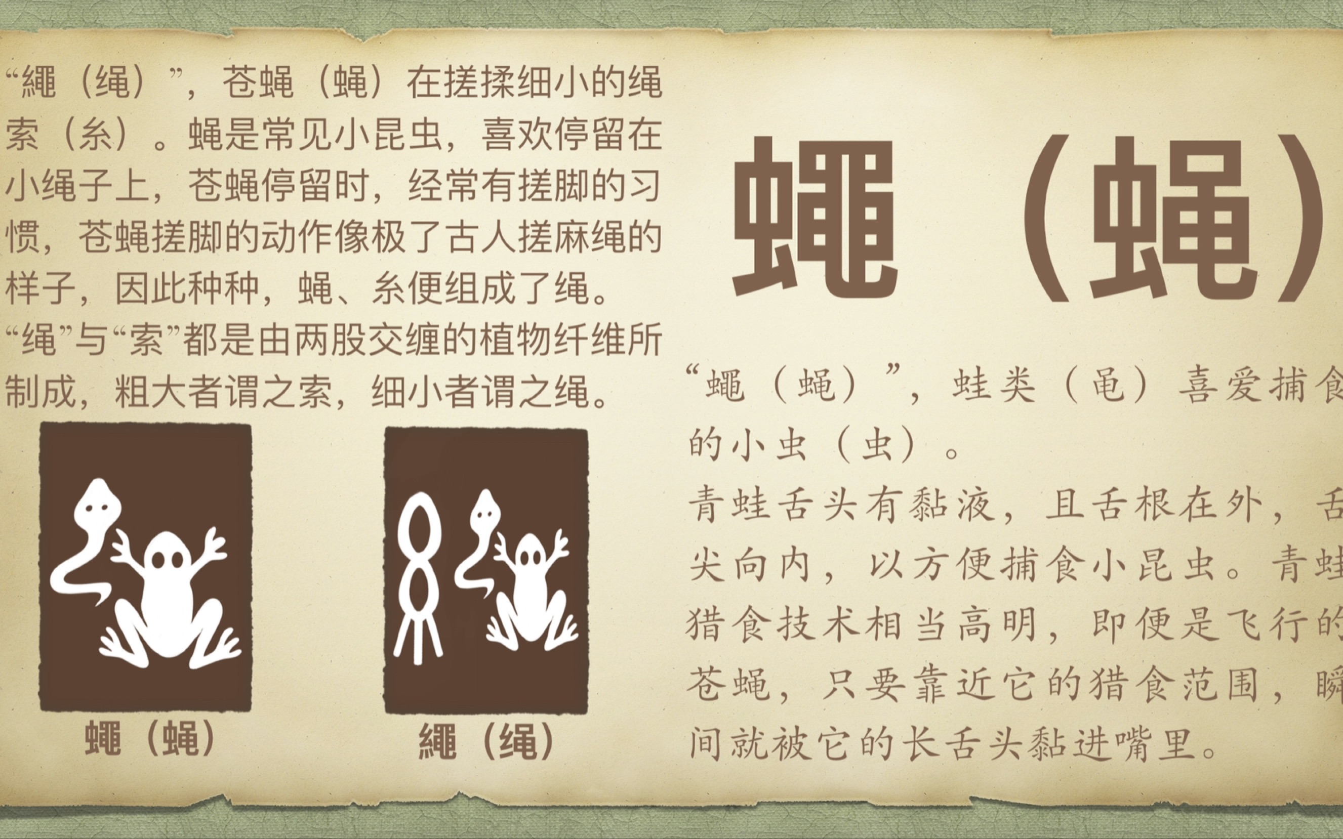 水蝇为什么可以在水上行走