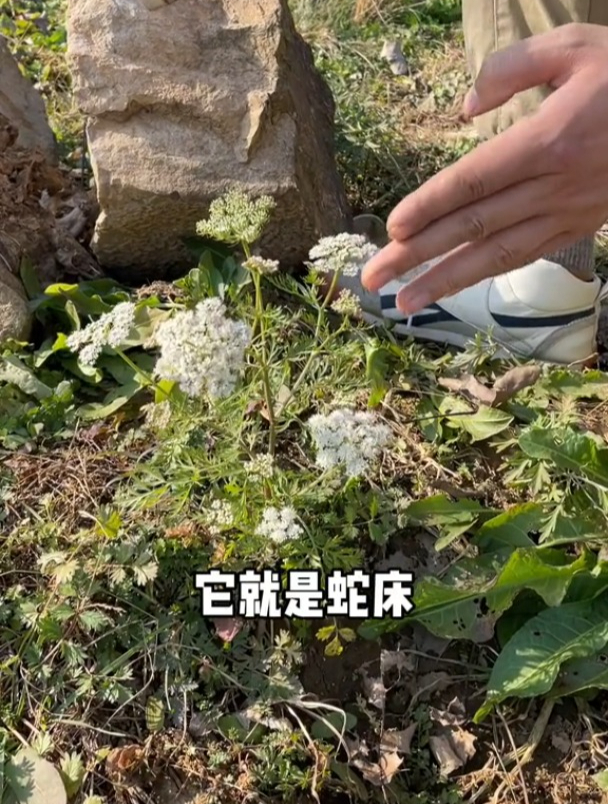 属蛇的人床摆放什么方向比较好