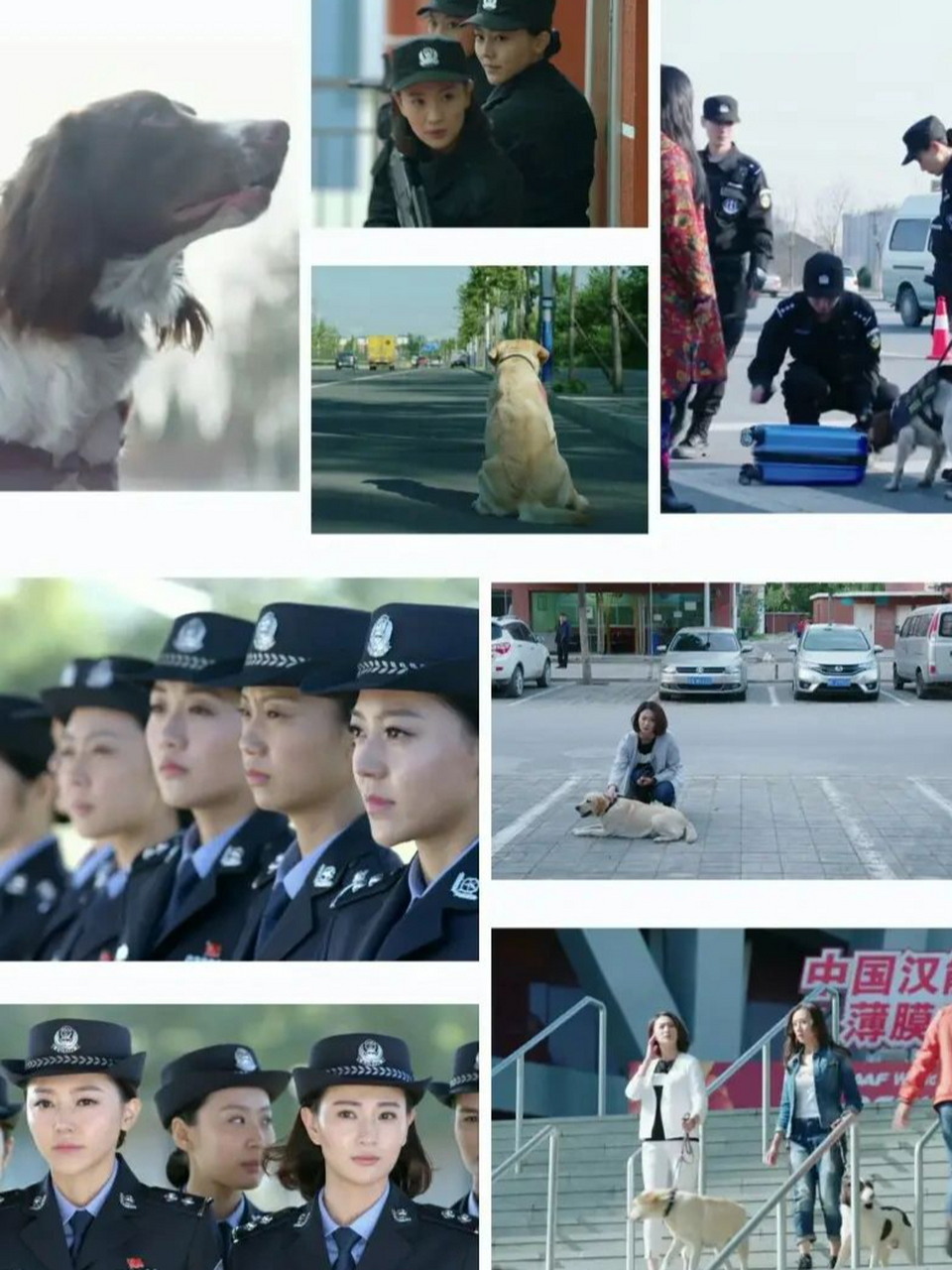 警花与警犬第二季播出时间