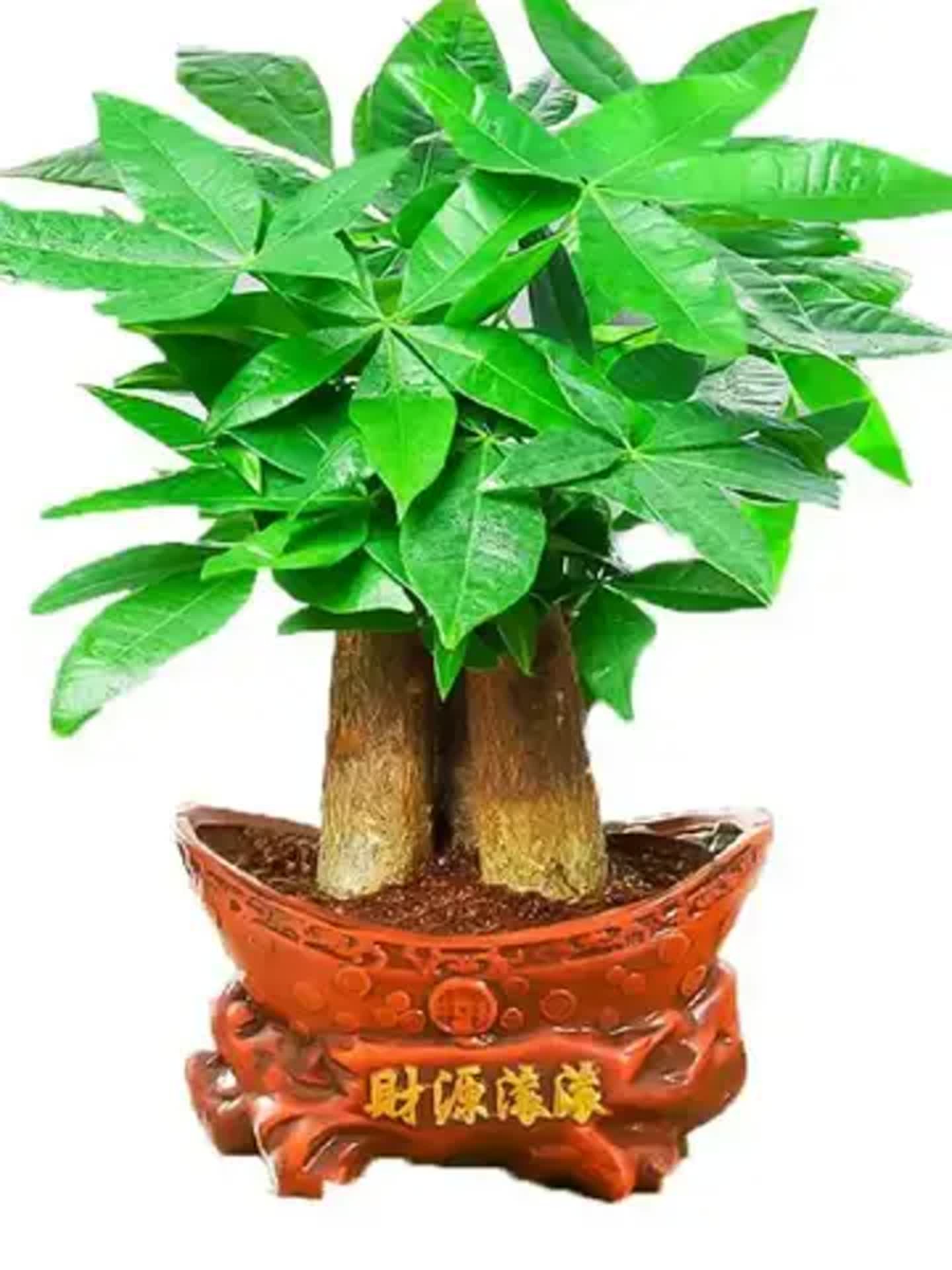 发财树放在家里哪个位置好