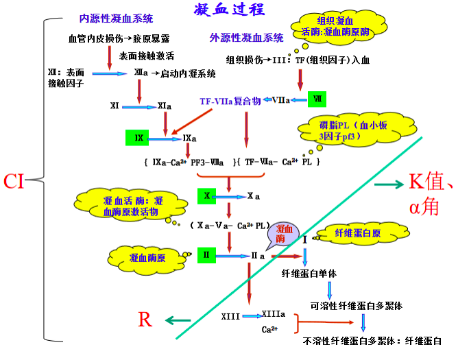 简述血液凝固的基本过程