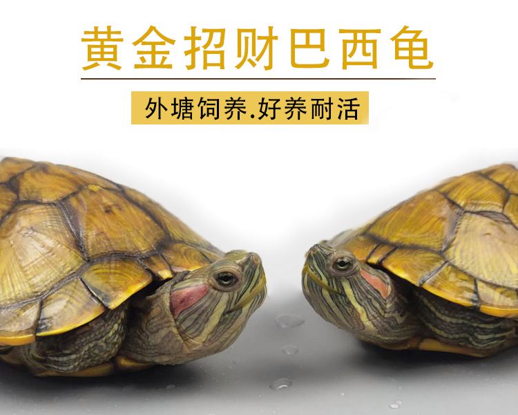 5斤的巴西龟多少元钱一斤