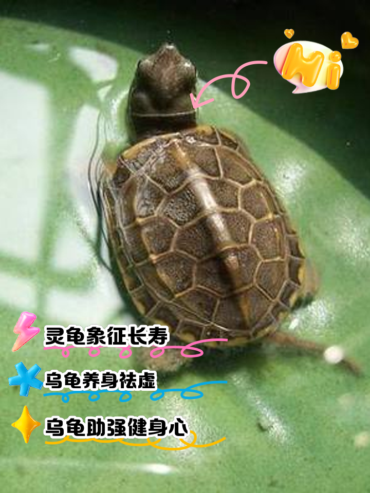 女人梦见乌龟是什么意思