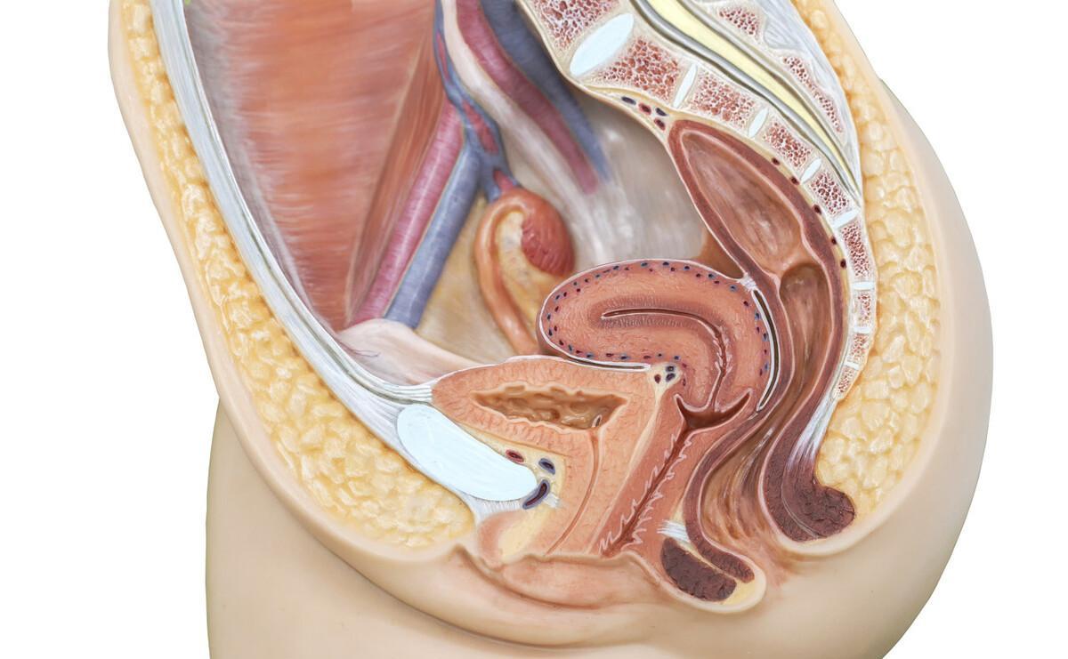 九十七种性别分别是什么